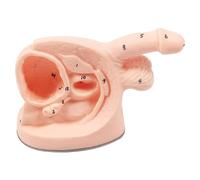 Male or Female Urinary Catheterization Model, Catheter Anatomy Teach Set, Internal and External Genital Anatomy Model and Urinary Catheter Mold (Male)
