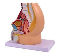 Male Pelvic Anatomy Model Classroom Teaching Tool Anatomical Male Pelvic Cavity Model for Demonstrations and Lecture Detachable Parts for Study