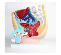 Male Pelvic Anatomy Model for Educational Purposes | Enhance anatomy learning with this detailed male pelvic model.