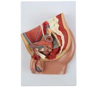 Male Pelvic Floor Muscle Anatomical Model, Urinary and Reproductive System Median Sagittal Section with 4 Detachable Parts, for Medical Teaching and Patient Communication.