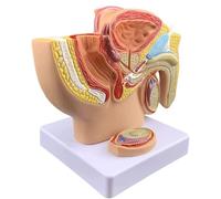 Male Pelvic Midsagittal Anatomy Model, 1:2 Life-Size Males Anatomie Pelvis with Genital Model, Male Prostate Pelvis Reproductive Urinary Model, for School Teaching Display