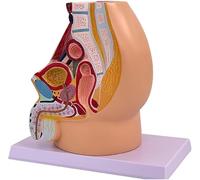 Male Pelvic Reproductive Anatomy Model Life-Size 5-Part Pelvic Model On Base Plate Muscular Urinary Reproductive Systems Anatomical Medical Model For Scien