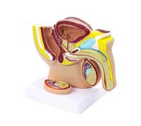 Male Pelvis Anatomical Model with Testicles and Tumors Midsagittal Section Mini Pelvis Model for Doctor's Office Human Model