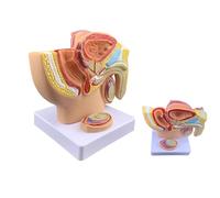 Male Pelvis Model Genital Anatomy Model 1:2 Prostate Model Male Pelvic Sagittal Section Model For Teaching