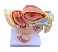 Male Pelvis Model, Human Male Reproductive System Anatomy Model, Life-Size Males Anatomie Pelvis for Physiology Education Tool