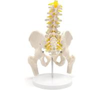 Male Pelvis Model with 5 Lumbar Spine Flexible Anatomical Human Spine Hip Model Removable Femur Head Life Size Anatomy Medical Model for Science Education