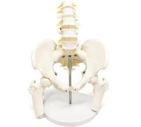 Male Pelvis Model with 5 Lumbar Spine, Human Lumbar Spine Bone Model, Hip Model, Removable Femur Head, Life Size Anatomy Medical Model for Science Education