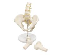 Male Pelvis Model with 5 Lumbar Spine, Removable Femur Head, Flexible Human Spine Hip Anatomical Model, Life Size Anatomy Medical Model for Science Education.