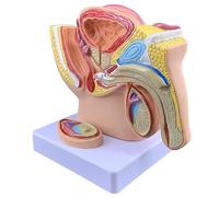 Male Pelvis Prostate Model - 1:2 Male Reproductive System Anatomy Model - Realistic PVC Material for Medical Study and Teaching