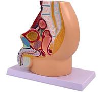Male Pelvis Reproductive Anatomy Model, Life Size Pelvic Model, Genitourinary Specimens Ventral Sagittal Incision, for Medical Study & Teaching.
