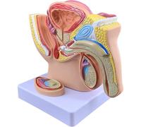 Male Pelvis with Prostate Model, 1/2 Size Male Reproductive System Anatomy Model, Genitourinary System Median Sagittal Section, for Medical Study & Teaching
