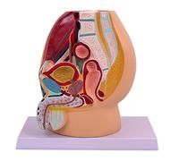 Male Pregnancy Pelvic Anatomy Model Anatomical Male Pelvic Cavity Model for Obstetric Training Clinical Settings Anatomical Model for Education