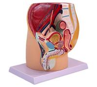 Male Pregnancy Pelvis Pelvic Cavity Anatomical Model Obstetrics Anatomical Model Clinical Training