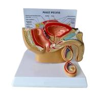 Male Prostate Anatomy Model, 1/2 Scale Male Pelvis Sagittal Model, Reproductive System Anatomical Teaching Model for Medical Education