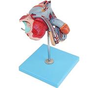 Male Reproductive Anatomical Model - Durable PVC, Detachable and Washable for Medical Teaching and Demonstration