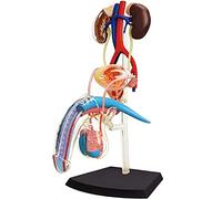 Male reproductive system Anatomical Model of Human Organs 1: 2 Male Model of the Doctor of the Anatomy of the reproductive system 25 part