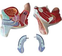 Male Reproductive System Anatomy Model for Education and Training