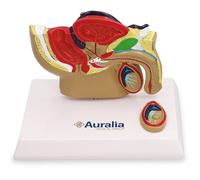 Male Reproductive System Anatomy Model Penis Prostate Medical Anatomical for Education