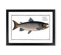 Male Salmon Fish by M.E. Bloch Framed Print | A2 Black Framed Wall Art | Ready to Hang | Modern Animal Picture | Living Room Bedroom Lounge Office