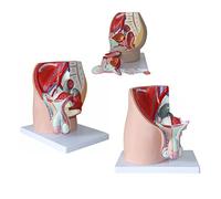 Male Urethral Anatomy Model - Teaching Tool for Urogenital System | Male Urethral Anatomy Model for Education, Detailed 4-Part Human Organs Model for Medical Training and Learning Resources
