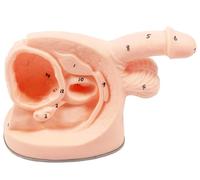 Male Urinary Catheterization Model Male and Female Genital Anatomy Models with Digital Anatomy Markings for Education Demonstrations Training
