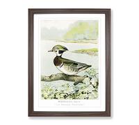 Male Wood Duck By J.L. Ridgway Vintage Framed Wall Art Print, Ready to Hang Picture for Living Room Bedroom Home Office Décor, Walnut A2 (64 x 46 cm)