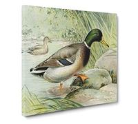 Mallard Duck by J.L. Ridgway Canvas Print | Gallery Wrapped 30mm Frame Wall Art | 20x20 inches | Ready to Hang | Modern Bird Picture | Living Room Bedroom Lounge Office