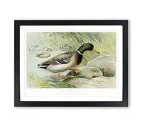 Mallard Duck By J.L. Ridgway Vintage Framed Print | A4 Black Framed Wall Art | Ready to Hang | Classic Animal Picture | Living Room Bedroom Lounge Office
