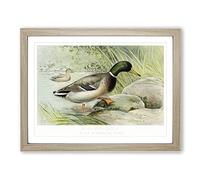 Mallard Duck By J.L. Ridgway Vintage Framed Print | A4 Oak Framed Wall Art | Ready to Hang | Classic Animal Picture | Living Room Bedroom Lounge Office