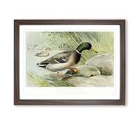 Mallard Duck By J.L. Ridgway Vintage Framed Print | A4 Walnut Framed Wall Art | Ready to Hang | Classic Animal Picture | Living Room Bedroom Lounge Office