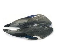 Mallard Duck Whole Wings Fly Tying Feathers, Fly Tying, For Making Trout Flies
