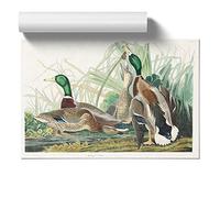 Mallard Ducks by John James Audubon Design | Unframed Wall Art Print | Ready to Frame Poster | Modern Home Decor Picture | Artwork for Living Room, Bedroom or Office | A2 (42x59.4 cm)