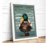 Mallard on Still Water Coastal Framed Wall Art Print A2 (59.4×42cm) White, Wall Decor for Living Room, Bedroom, Office & Home, Ready to Hang, Art Gift
