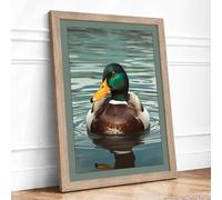 Mallard on Still Water Coastal Framed Wall Art Print A3 Oak Frame