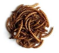 MALTBY'S STORES 4 x 5kg DRIED MEALWORMS WILD BIRD FOOD