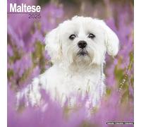 Maltese 2025 Square Wall Calendar | Dog Breed Calendar