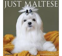 Maltese 2026 12" x 12" Wall Calendar