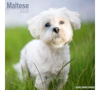 Maltese 2026 Calendar | Square Wall Calendar | Dog Breed Gift | Plastic Free Packaging | by Avonside Publishing