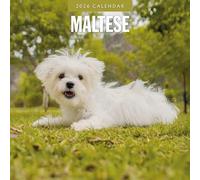 Maltese - 2026 Square Wall Calendar - by Red Robin Publishing