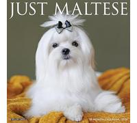 Maltese 2026 Wall Calendar