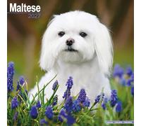 Maltese 2027 Calendar | Square Wall Calendar | Dog Breed Gift | Plastic Free Packaging | by Avonside Publishing