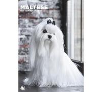 Maltese Dog 2026 Calendar, A3, Wirobound, Full Colour