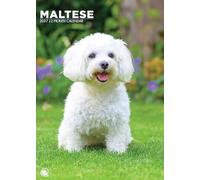 Maltese Dog 2027 Calendar, A3, Full Colour, Wirobound (CRU)