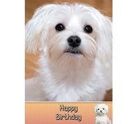 Maltese Dog Birthday Card