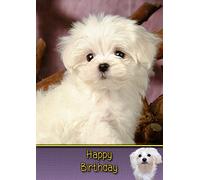 Maltese Dog Birthday Card