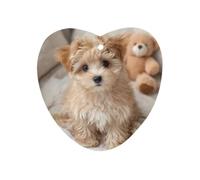 Maltese Dog Car Air Freshener Hanging Fragrance Tablet Interior Home Decor