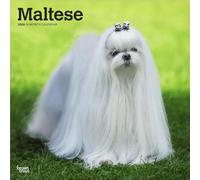 Maltese - Malteser 2026 - 16-Monatskalender: Original BrownTrout-Kalender [Mehrsprachig] [Kalender]