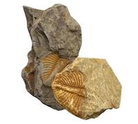MALUGOGO 2pcs Trilobite Paleontology Desktop Ornament for Educational Science Teaching Tool Safe Material to Enrich Knowledge, for Day or Birthday