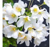 Malus Brevipes Wedding Bouquet | Crab Apple | Ornamental Garden Tree | 5-6Ft