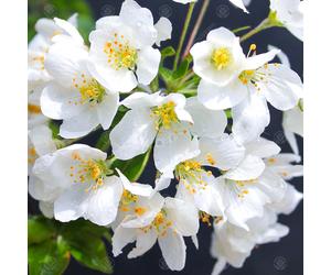 Malus Brevipes Wedding Bouquet | Crab Apple | Ornamental Garden Tree | 5-6Ft